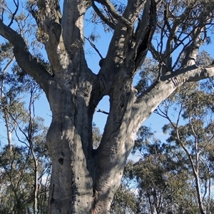 Eucalyptus sp. at Glen Fergus, NSW - suppressed