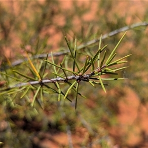 Acacia tetragonophylla at Tibooburra, NSW - 13 Nov 2024