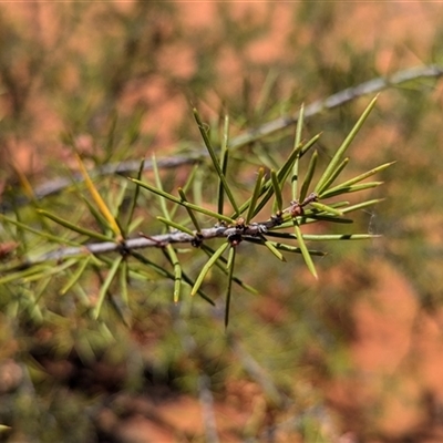 Acacia tetragonophylla (Dead Finish, Kurara) at Tibooburra, NSW - 12 Nov 2024 by Darcy