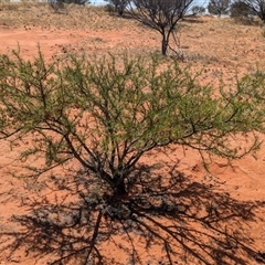 Acacia tetragonophylla at Tibooburra, NSW - 13 Nov 2024 10:39 AM