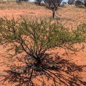 Acacia tetragonophylla at Tibooburra, NSW - 13 Nov 2024 10:39 AM