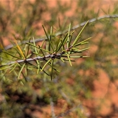 Acacia tetragonophylla at Tibooburra, NSW - 13 Nov 2024