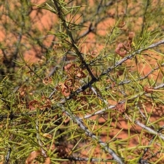 Acacia tetragonophylla at Tibooburra, NSW - 13 Nov 2024