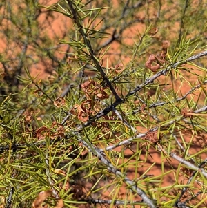 Acacia tetragonophylla at Tibooburra, NSW - 13 Nov 2024 10:39 AM