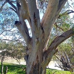 Eucalyptus sp. at Wilcannia, NSW - 15 Jun 2019 by MB