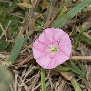 Convolvulus angustissimus subsp. angustissimus at Lawson, ACT - 11 Nov 2024