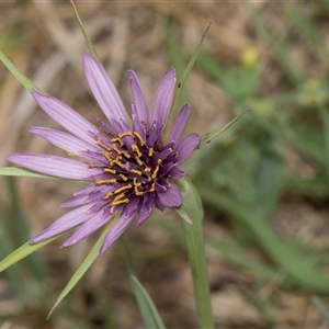 Tragopogon porrifolius subsp. porrifolius at Lawson, ACT - 11 Nov 2024