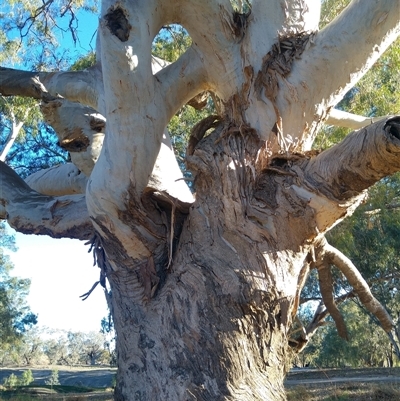 Eucalyptus camaldulensis (River Red Gum) at North Bourke, NSW - 17 Jun 2019 by MB