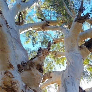 Eucalyptus camaldulensis at suppressed - 17 Jun 2019