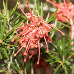 Grevillea sp. (Grevillea) at Lawson, ACT - 11 Nov 2024 by AlisonMilton