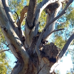 Eucalyptus sp. at North Bourke, NSW - 17 Jun 2019 by MB