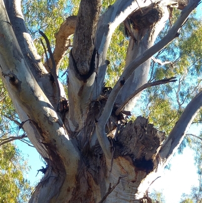 Eucalyptus camaldulensis (River Red Gum) at North Bourke, NSW - 17 Jun 2019 by MB