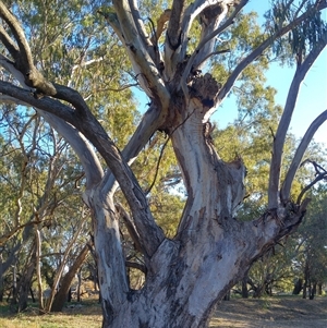 Eucalyptus camaldulensis at suppressed - suppressed