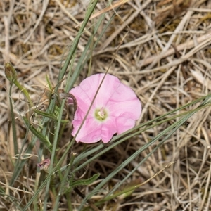 Convolvulus angustissimus subsp. angustissimus at Lawson, ACT - 11 Nov 2024 11:08 AM