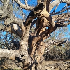 Eucalyptus camaldulensis (River Red Gum) at North Bourke, NSW - 17 Jun 2019 by MB