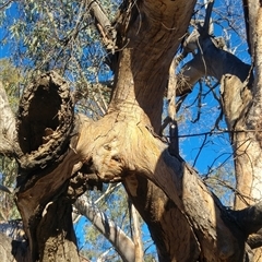 Eucalyptus camaldulensis at suppressed - suppressed