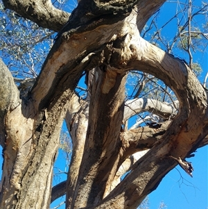 Eucalyptus camaldulensis at suppressed - suppressed