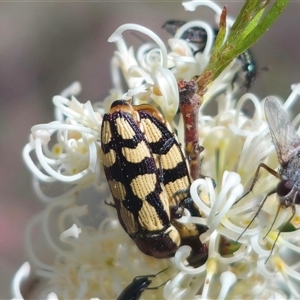 Castiarina decemmaculata at Captains Flat, NSW - 16 Nov 2024