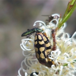 Castiarina decemmaculata at Captains Flat, NSW - 16 Nov 2024