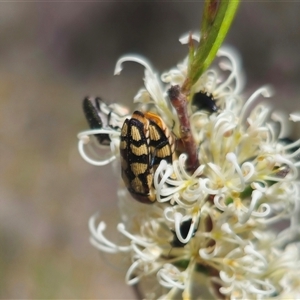 Castiarina decemmaculata at Captains Flat, NSW - 16 Nov 2024