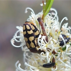 Castiarina decemmaculata at Captains Flat, NSW - 16 Nov 2024