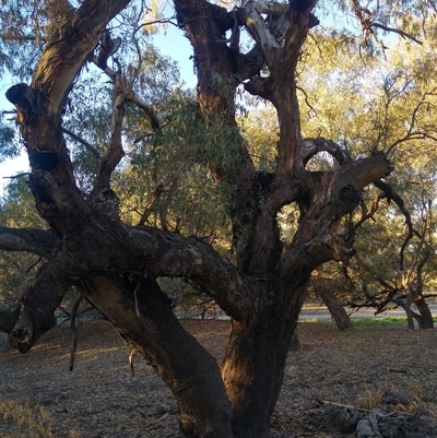 Eucalyptus camaldulensis (River Red Gum) at North Bourke, NSW - 17 Jun 2019 by MB