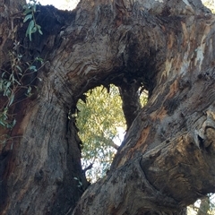 Eucalyptus camaldulensis at suppressed - suppressed