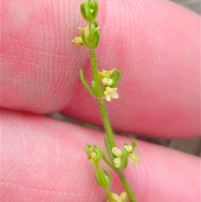 Galium gaudichaudii subsp. gaudichaudii (Rough Bedstraw) at Captains Flat, NSW - 16 Nov 2024 by Csteele4