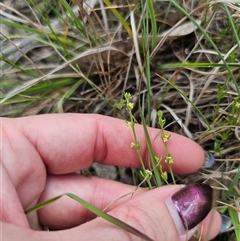 Galium gaudichaudii subsp. gaudichaudii at Captains Flat, NSW - 16 Nov 2024 01:55 PM