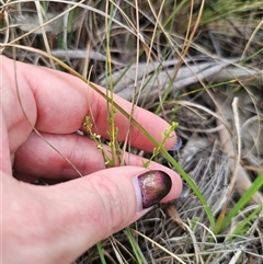 Galium gaudichaudii subsp. gaudichaudii at Captains Flat, NSW - 16 Nov 2024 01:55 PM