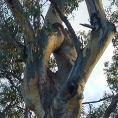 Eucalyptus sp. (A Gum Tree) at Theodore, ACT - 5 Jul 2019 by MB