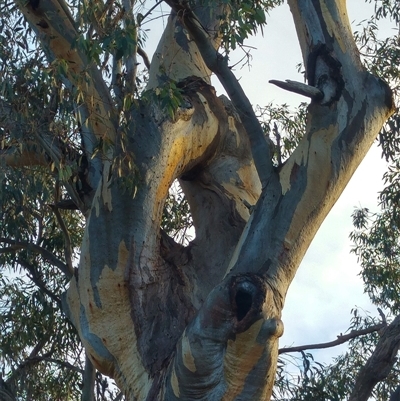 Eucalyptus sp. (A Gum Tree) at Theodore, ACT - 4 Jul 2019 by MB