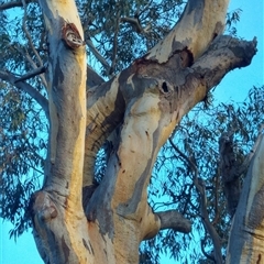 Eucalyptus sp. at Theodore, ACT - suppressed