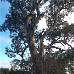 Eucalyptus sp. at Theodore, ACT - 5 Jul 2019