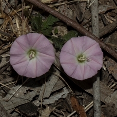 Convolvulus angustissimus subsp. angustissimus (Australian Bindweed) at Nicholls, ACT - 31 Oct 2024 by AlisonMilton