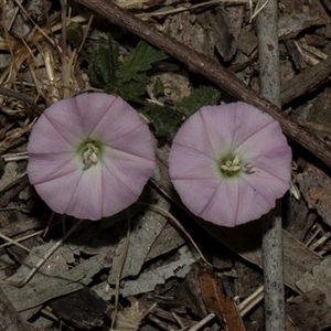 Convolvulus angustissimus subsp. angustissimus at Nicholls, ACT - 1 Nov 2024