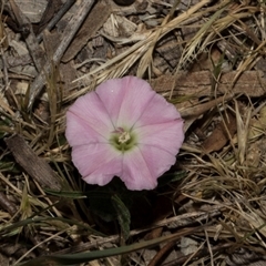 Convolvulus angustissimus subsp. angustissimus at Nicholls, ACT - 1 Nov 2024