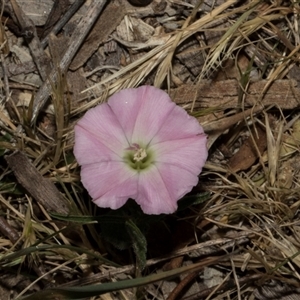 Convolvulus angustissimus subsp. angustissimus at Nicholls, ACT - 1 Nov 2024 10:37 AM