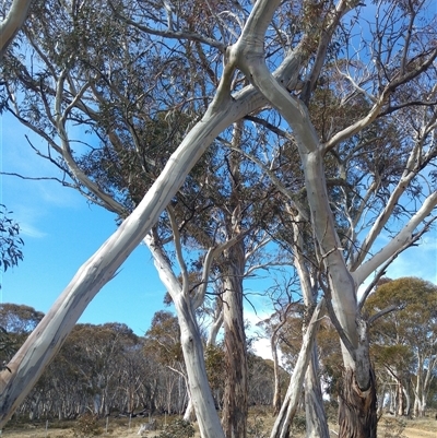 Eucalyptus sp. (A Gum Tree) at Snowy Plain, NSW - 3 Aug 2019 by MB