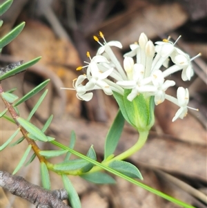 Pimelea linifolia subsp. linifolia at Captains Flat, NSW - 16 Nov 2024