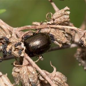 Chrysolina quadrigemina at Lawson, ACT - 11 Nov 2024