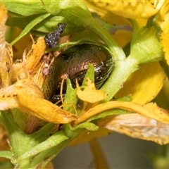 Chrysolina quadrigemina at Lawson, ACT - 11 Nov 2024