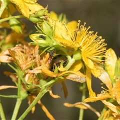 Hypericum perforatum (St John's Wort) at Lawson, ACT - 11 Nov 2024 by AlisonMilton