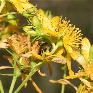 Hypericum perforatum at Lawson, ACT - 11 Nov 2024 11:35 AM