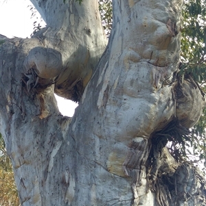 Eucalyptus sp. at Snowy Plain, NSW - 3 Aug 2019