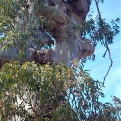 Eucalyptus sp. at Snowy Plain, NSW - 3 Aug 2019