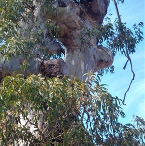 Eucalyptus sp. at Snowy Plain, NSW - suppressed