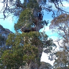 Eucalyptus sp. at Snowy Plain, NSW - 3 Aug 2019