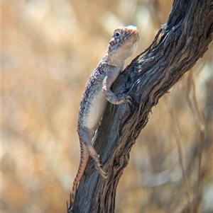 Ctenophorus nuchalis at Tibooburra, NSW - 13 Nov 2024