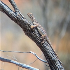 Ctenophorus nuchalis at Tibooburra, NSW - 13 Nov 2024